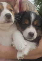 Auggie boy 2, a male Australian Shepherd and Pembroke Welsh Corgi for sale in Fennimore, WI – Photo 5 of 5