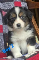 Auggie boy 2, a male Australian Shepherd and Pembroke Welsh Corgi for sale in Fennimore, WI – Photo 3 of 5