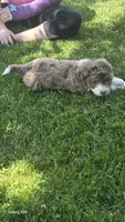 Reba, a female Aussiedoodle for sale in Fennimore, WI – 5 of 5