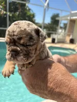 Boy 3, a male English Bulldog for sale in Naperville, IL – 1 of 2