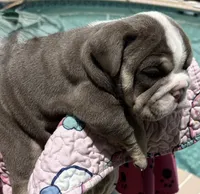 Lilac girl 2 w white , a female English Bulldog for sale in Naperville, IL – 2 of 2