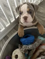 Girl 2 , a female English Bulldog for sale in West Palm Beach, FL – 1 of 5