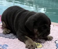 Chocolate girl 1 , a female English Bulldog for sale in Naperville, IL – 1 of 1