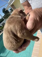  Girl 1 , a female English Bulldog for sale in Naperville, IL – 1 of 2