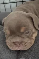 Lilac girl 1, a female English Bulldog for sale in Naperville, IL – 5 of 6