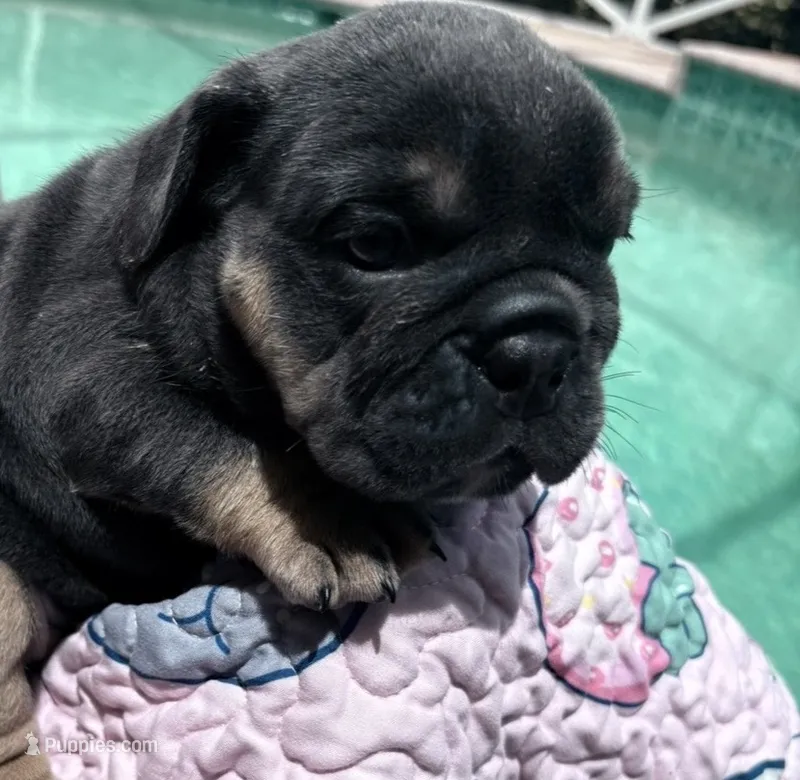 Girl 2 chocolate  – English Bulldog puppy for sale in Naperville, IL