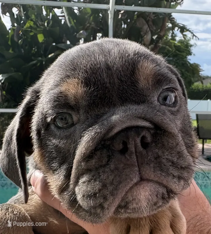 Chocolate girl 1  – English Bulldog puppy for sale in Naperville, IL