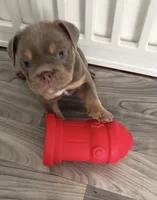 Lilac girl 1, a female English Bulldog for sale in Naperville, IL – 4 of 6