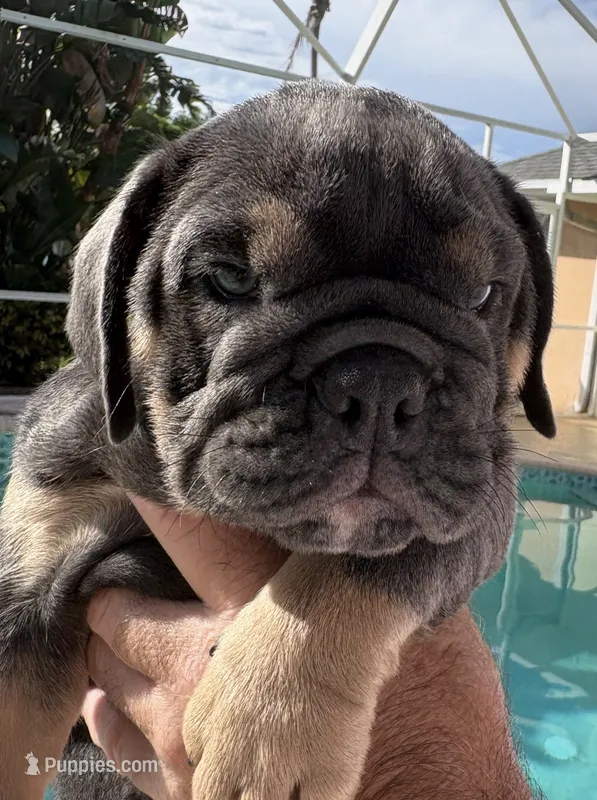 Girl 2 chocolate  – English Bulldog puppy for sale in Naperville, IL
