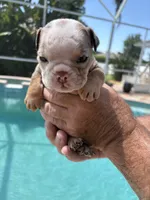 Boy 2, a male English Bulldog for sale in Naperville, IL – 2 of 2