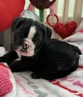 boy 2, a male English Bulldog for sale in Naperville, IL – Photo 3 of 3