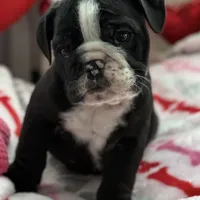 boy 2, a male English Bulldog for sale in Naperville, IL – Photo 2 of 3