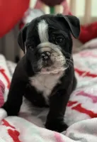 boy 2, a male English Bulldog for sale in Naperville, IL – Photo 2 of 3