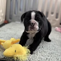 boy 2, a male English Bulldog for sale in Naperville, IL – Photo 1 of 3