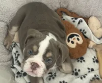 Lilac girl 2 w white , a female English Bulldog for sale in Naperville, IL – 5 of 6
