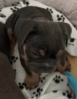 Girl 2 chocolate , a female English Bulldog for sale in Naperville, IL – 3 of 6