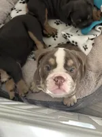 Lilac girl 2 w white , a female English Bulldog for sale in Naperville, IL – 6 of 6