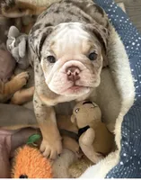 Boy 2, a male English Bulldog for sale in West Palm Beach, FL – 2 of 5