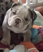 Boy 2, a male English Bulldog for sale in West Palm Beach, FL – 1 of 5