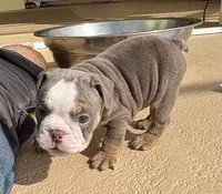 Girl 2 , a female English Bulldog for sale in West Palm Beach, FL – 5 of 5