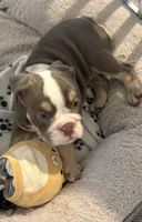 Lilac girl 2 w white , a female English Bulldog for sale in Naperville, IL – 4 of 6