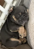 Chocolate girl 1 , a female English Bulldog for sale in Naperville, IL – 3 of 3