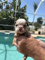 Boy  1   , a male English Bulldog for sale in Naperville, IL – 2 of 2