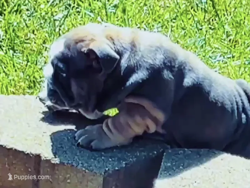 Sweety – English Bulldog puppy for sale in Highland, IN