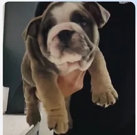 Sweety, a female English Bulldog for sale in Highland, IN – 2 of 3