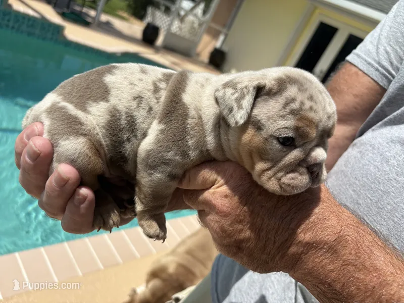 Boy 4 – English Bulldog puppy for sale in Naperville, IL