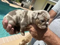 Boy 4, a male English Bulldog for sale in Naperville, IL – 1 of 2