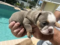 Girl 2 , a female English Bulldog for sale in Naperville, IL – 2 of 2