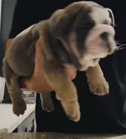 Sweety, a female English Bulldog for sale in Highland, IN – 3 of 3