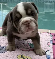 Lilac girl 2 w white , a female English Bulldog for sale in Naperville, IL – 1 of 2