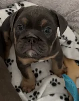 Girl 2 chocolate , a female English Bulldog for sale in Naperville, IL – 4 of 6