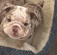 Boy 2, a male English Bulldog for sale in West Palm Beach, FL – 3 of 5