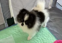 baby , a male Pomeranian for sale in Naperville, IL – Photo 3 of 4