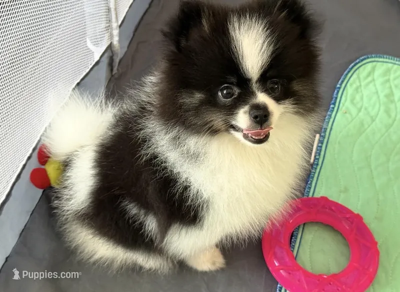 baby , a male Pomeranian for sale in Naperville, IL – Photo 1 of 4