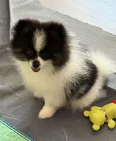 baby , a male Pomeranian for sale in Naperville, IL – Photo 4 of 4