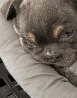 Girl 2 chocolate , a female English Bulldog for sale in Naperville, IL – 5 of 6