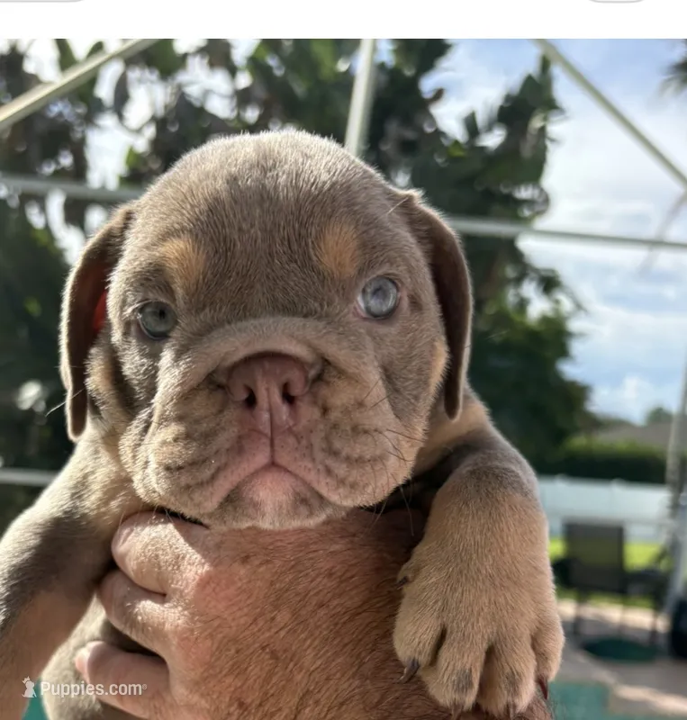 Lilac girl 1 – English Bulldog puppy for sale in Naperville, IL