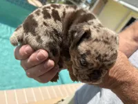 Boy 3, a male English Bulldog for sale in Naperville, IL – 2 of 2