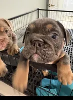 Girl 2 chocolate , a female English Bulldog for sale in Naperville, IL – 6 of 6
