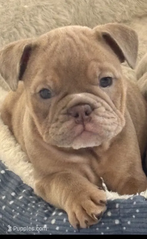   Girl 1  – English Bulldog puppy for sale in Naperville, IL