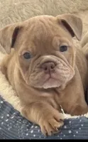   Girl 1 , a female English Bulldog for sale in West Palm Beach, FL – 1 of 4