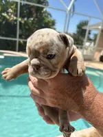 Boy 4, a male English Bulldog for sale in Naperville, IL – 2 of 2