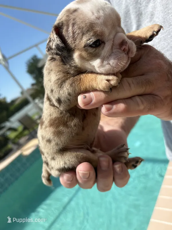 Boy 2 – English Bulldog puppy for sale in Naperville, IL