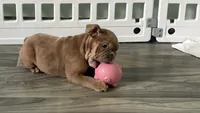   Girl 1 , a female English Bulldog for sale in West Palm Beach, FL – 4 of 4