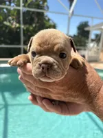   Girl 1 , a female English Bulldog for sale in Naperville, IL – 2 of 2