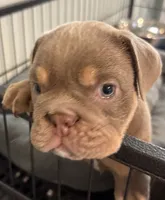 Lilac girl 1, a female English Bulldog for sale in Naperville, IL – 3 of 6